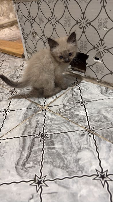 Продам катят не дорого