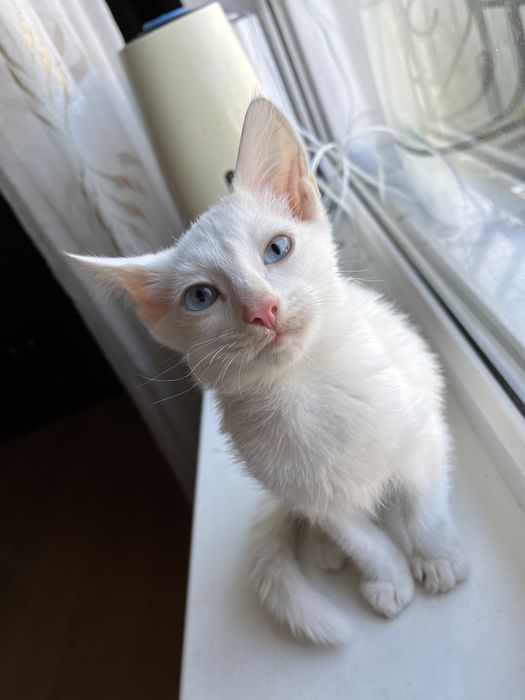 Отдам котят бесплатно