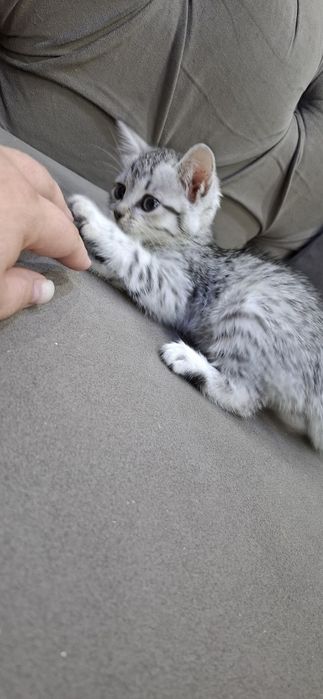 Британские ласковые котята