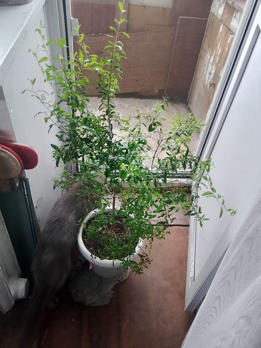 Продам комнатный гранат. Декоративный