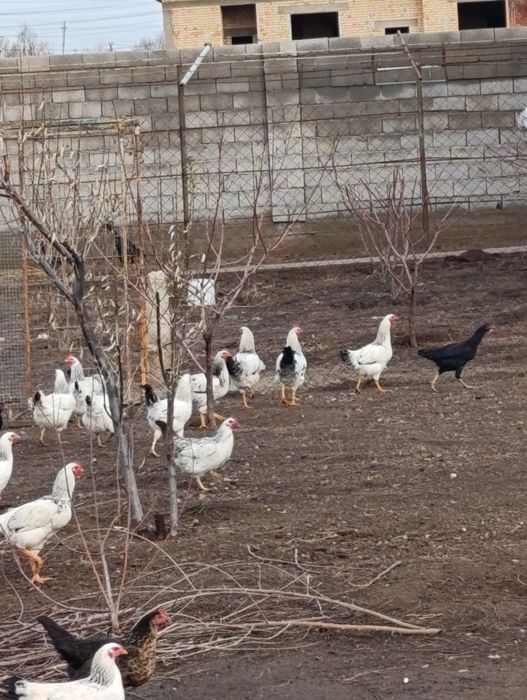 Продаются куры домашние и бойцовые