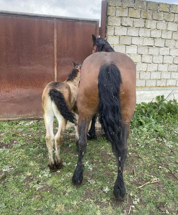 Vand iapa 4 ani cu manz !