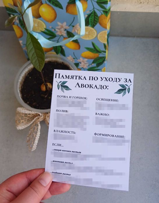Только до 1 мая! Дерево авокадо в горшке, саженцы