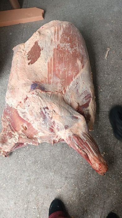 Продам мясо говядины