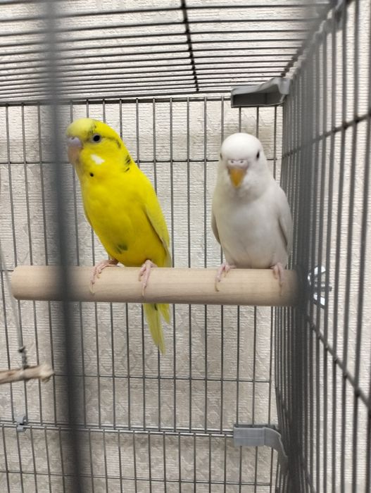 Папугай с клеткой