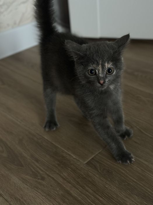 Котята девочки в