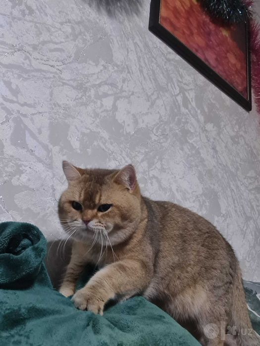 Британский короткошерстный  кот