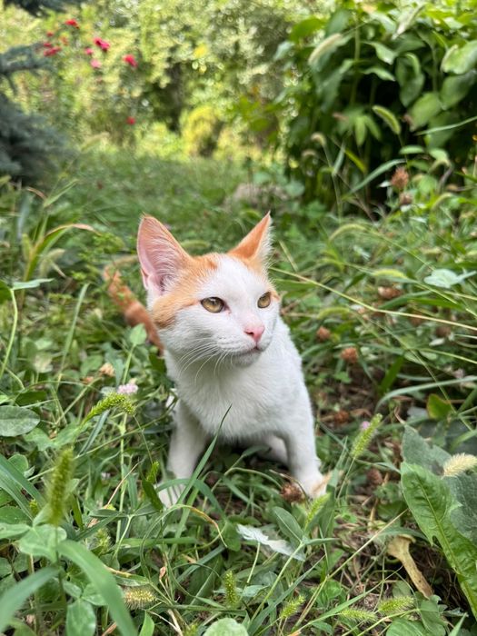 Котята умные, ласковые, 4 мес.
