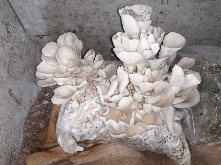 Заразени чували с гъба кладница и мицел