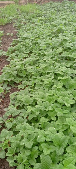 Клубника рассада