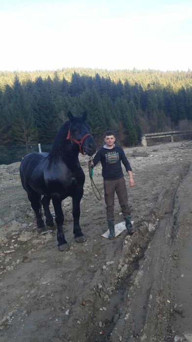 Vand armasar foarte cuminte