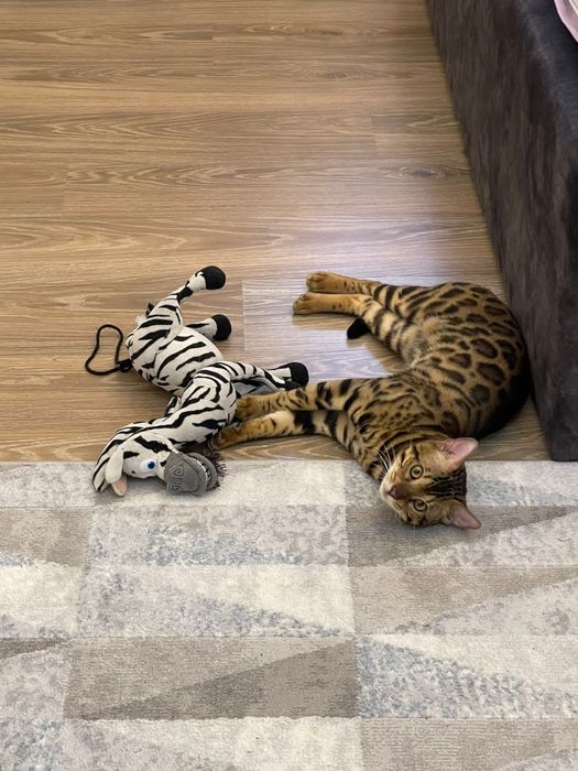 Бенгальские котята с документами.