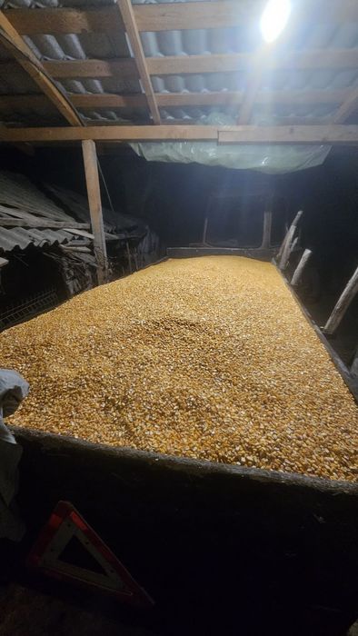 Vând porumb pioneer- recolta  2025 - 1,3/kg negociabil
