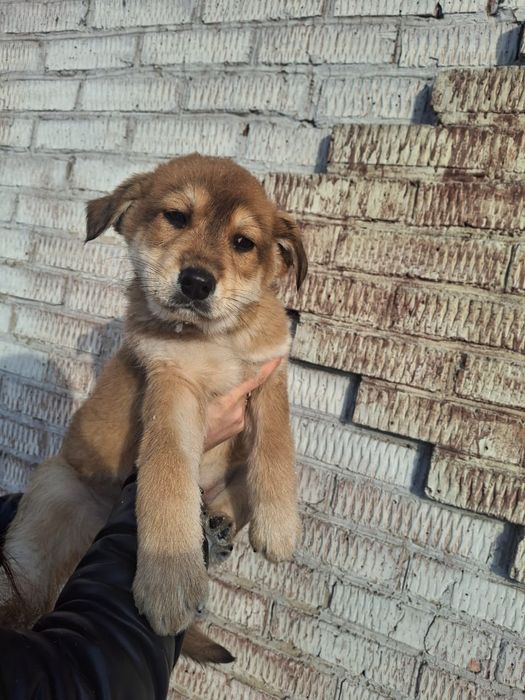 Отдам щенка 2 ,5 месяца