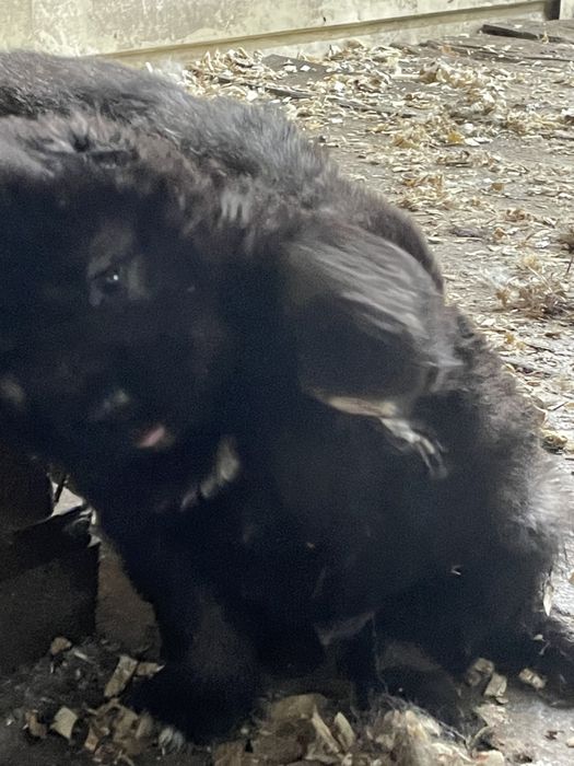 Щенки кавказской овчарки