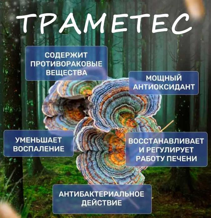 Траметес грибы премиум Башкирия | Мицелий и капсулы