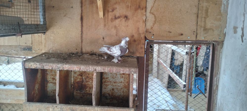 Кептер          .