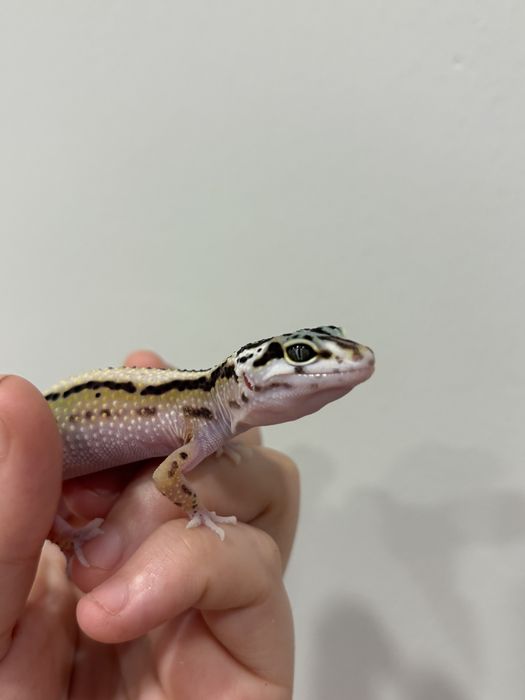 эублефары разных морф