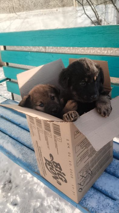 Даром мальчик 5мес