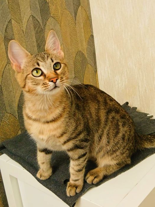 Pisicuta Paula pentru adoptie