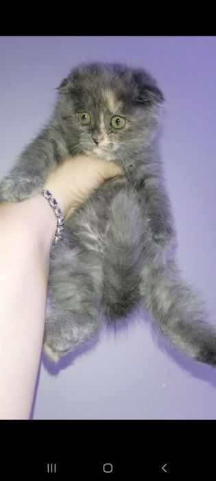 Продаётся шотландский девочка