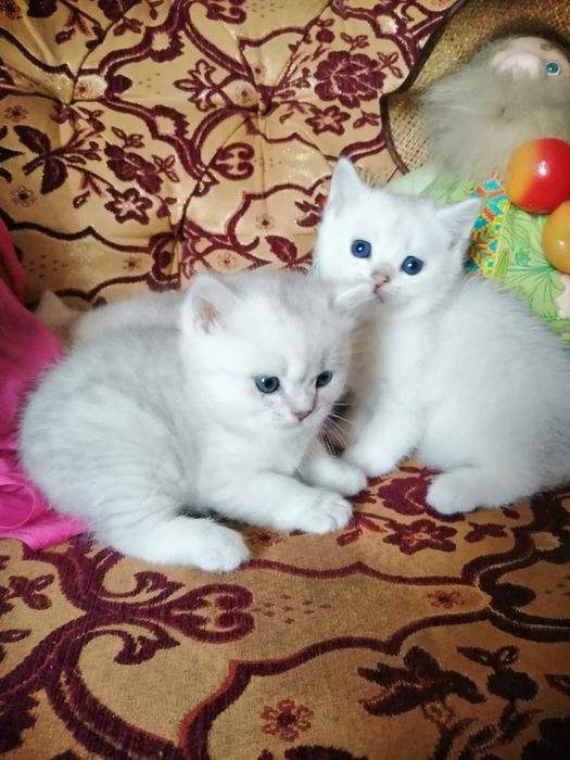 Продам Британских котят
