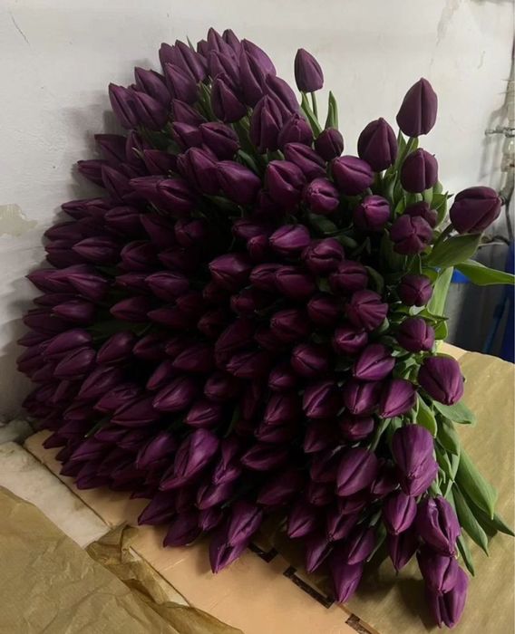 Тюльпаны с теплицы