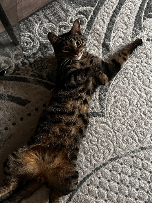 Отдаю котенка 1 год кастрирован