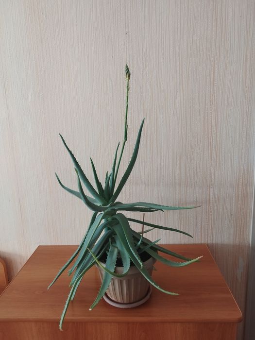Алое Вера цветущий.