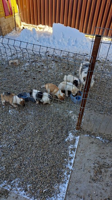 Donez căței mici și drăguți. Sunt de talie foarte mica