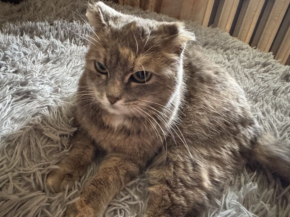 Отдам кошечку стерилизованную