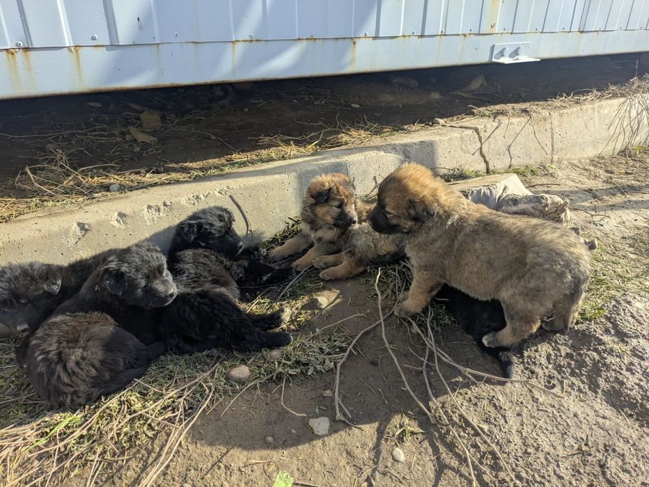 Собака Щенки щенок дворняги