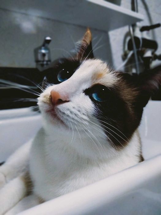 Кошка в добрые руки