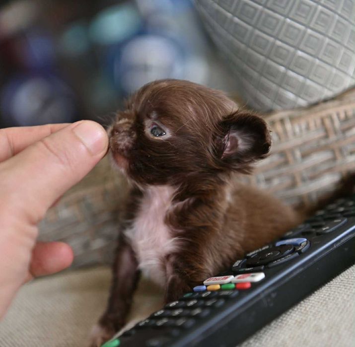 Женско миниатюрно чихуахуа дългокосместо шоколадово