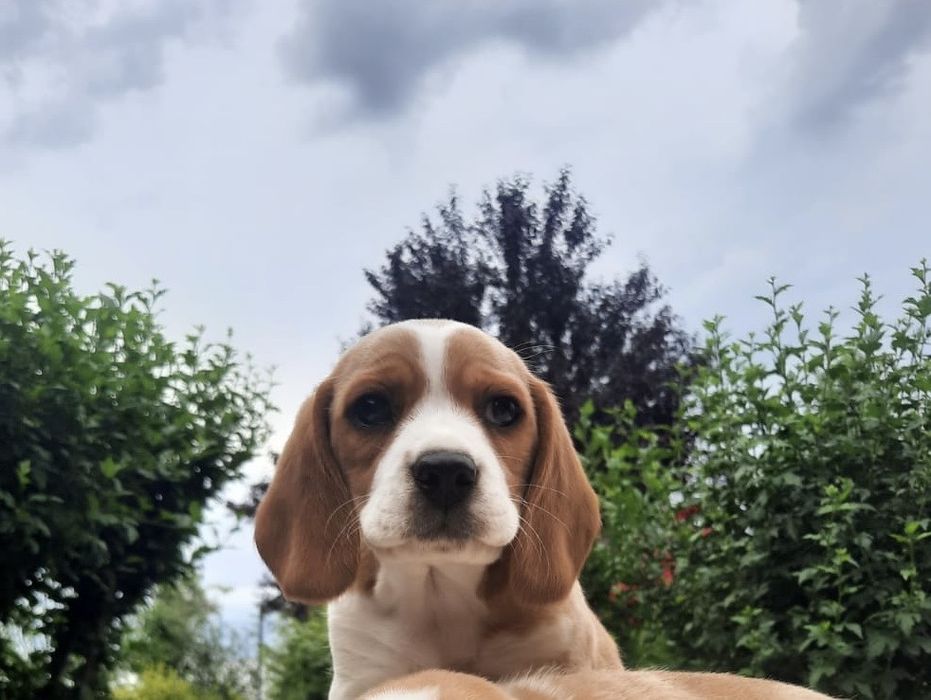 Beagle fetita disponibila