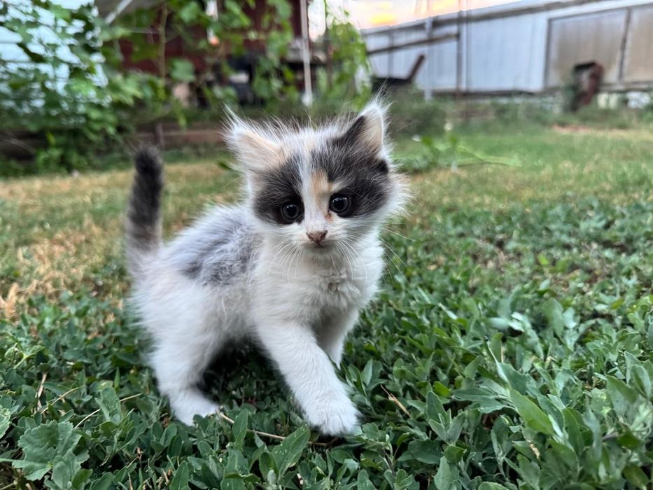 Котята в Хорошие Руки!