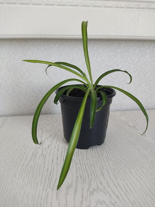 Цветы, Хлорофитум