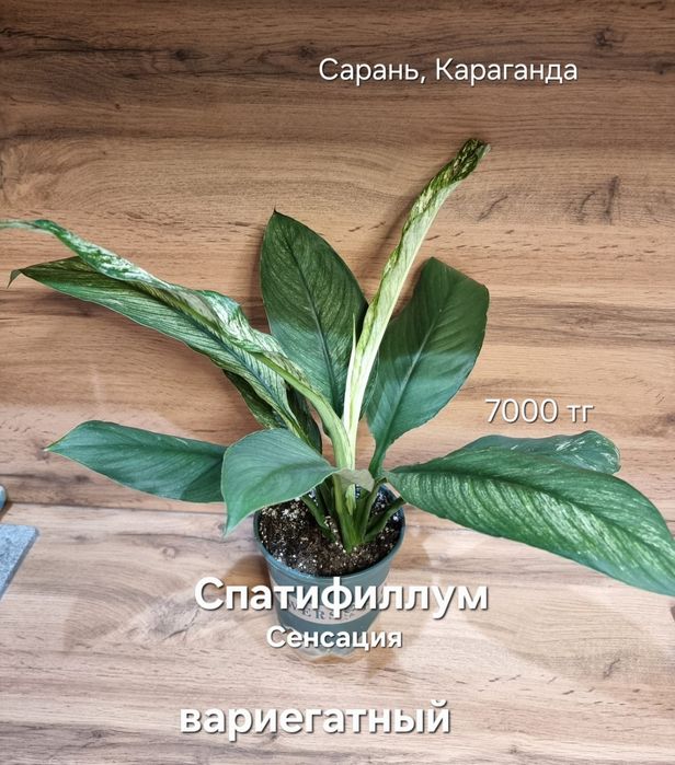 Спастифиллум Сенсация