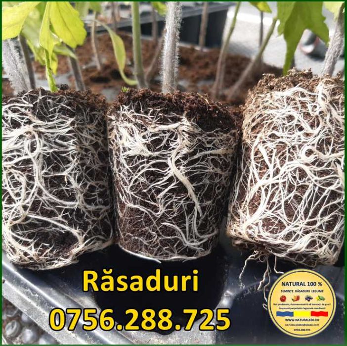 Rasaduri TRADITIONALE de legume