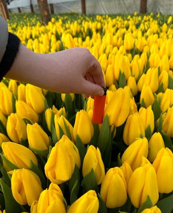 Белорусские свежие тюльпаны