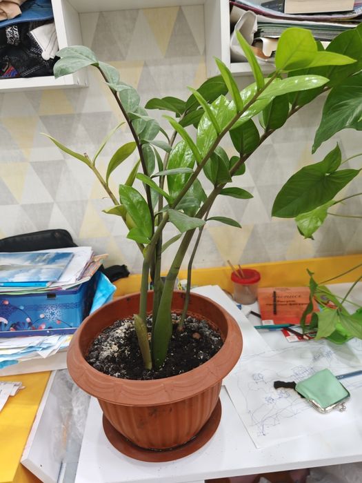 Продам растения комнатные