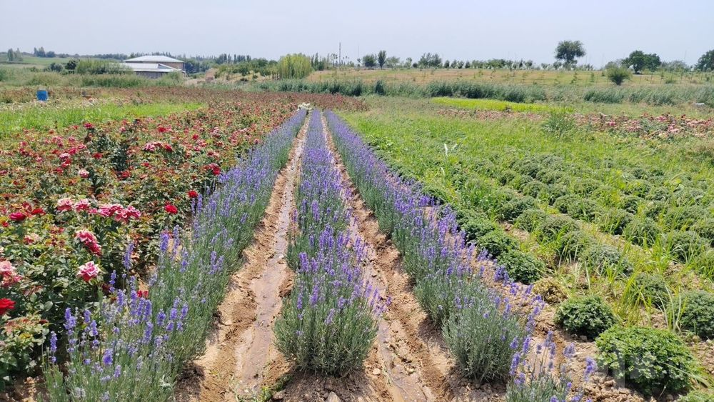 Fransuzkiy lavanda 30000so'm