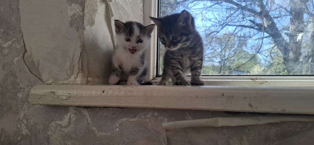 Отдам котят  1 месяц