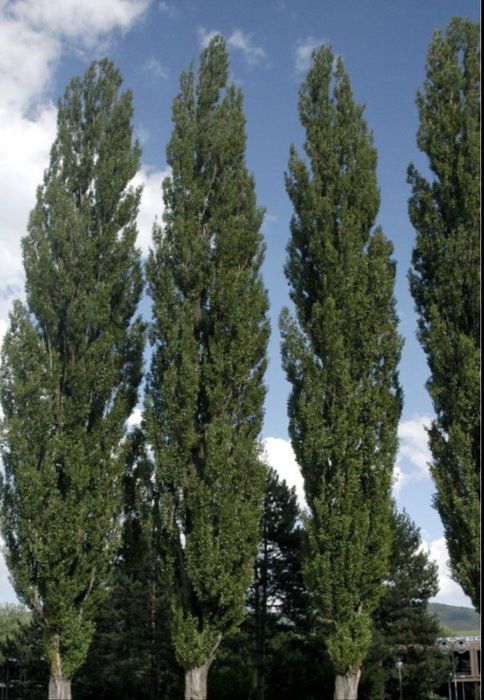 Тополь пирамидальный