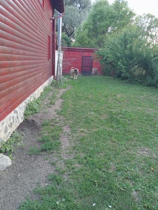 Donez mascul caucazian