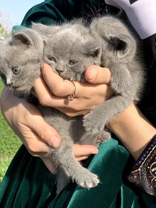 britanski mushukchalar