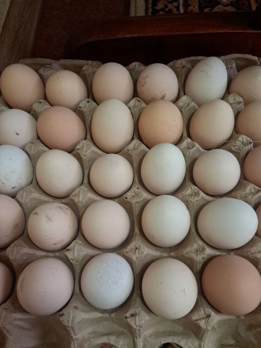 Продам домашние яйца