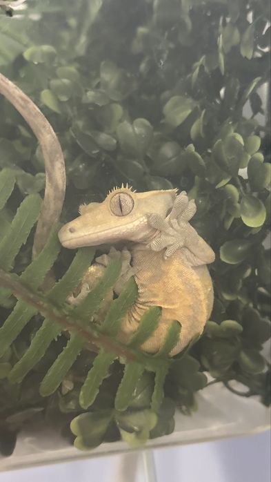Gecko crestat/crested gecko juvenil