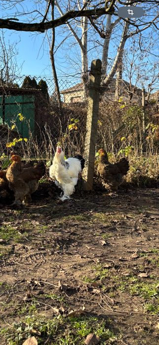 vand cocosi brahma 2025