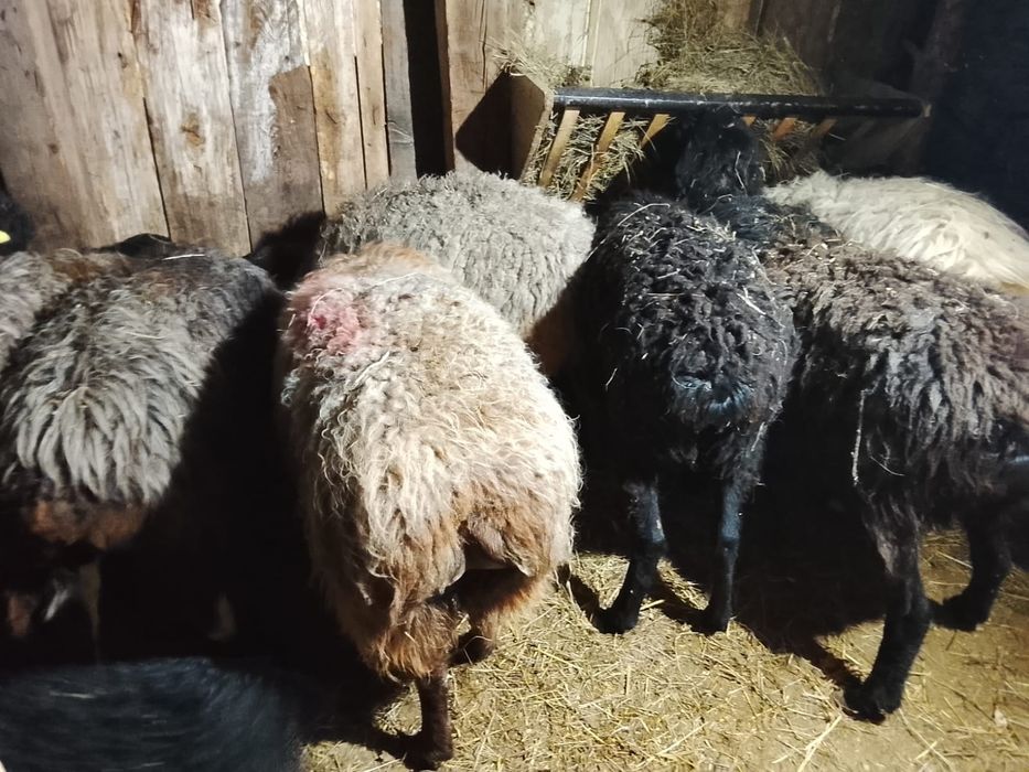 Продам баран семіз қойлар сатылады